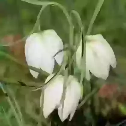 Meleagris Alba
